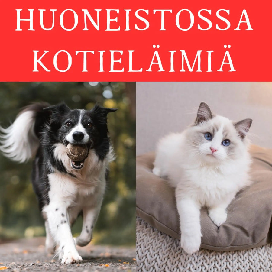 HUONEISTOSSA LEMMIKKEJÄ -TARRA OMAN LEMMIKIN KUVALLA NELIÖ Decopaja
